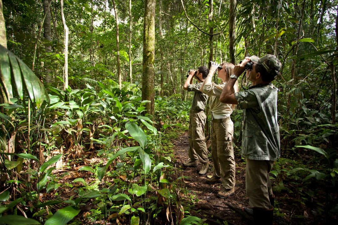 Three tourists on an Amazon jungle tour using binoculars to observe wildlife among giant trees. Three tourists on an Amazon jungle tour using binoculars to observe wildlife among giant trees.
