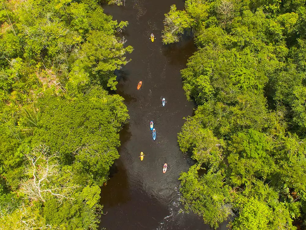 Aerial view of a group of tourists kayaking on a dark Amazonian river surrounded by dense green forest. Aerial view of a group of tourists kayaking on a dark Amazonian river surrounded by dense green forest.