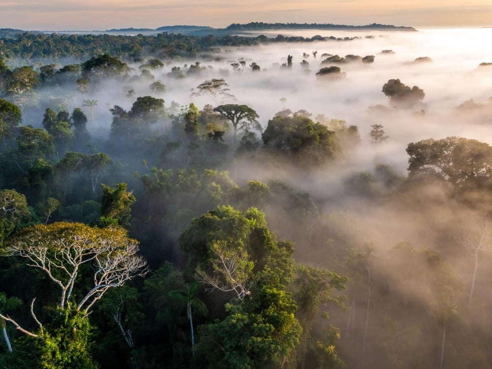 Mist rising above the dense Amazon Rainforest canopy at sunrise, showcasing the vast biodiversity of the Brazilian jungle. Mist rising above the dense Amazon Rainforest canopy at sunrise, showcasing the vast biodiversity of the Brazilian jungle.