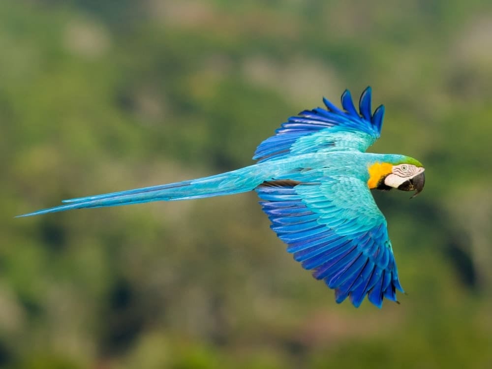 Ecotourism in the Amazon Rainforest - Blue Macaws Ecotourism in the Amazon Rainforest - Blue Macaws