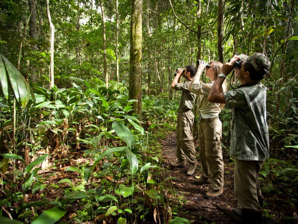Travelers using binoculars to spot wildlife while hiking through the Amazon jungle. Travelers using binoculars to spot wildlife while hiking through the Amazon jungle.