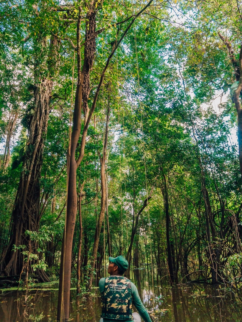 A guide looking up at the trees while walking through the water in a flooded forest area of the Amazon. A guide looking up at the trees while walking through the water in a flooded forest area of the Amazon.