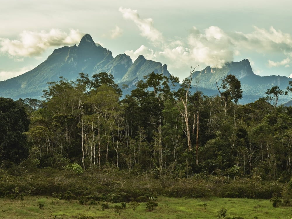 The towering, jagged peaks of Pico da Neblina rise dramatically above the dense, green canopy of the Amazon Rainforest under a cloudy sky. The towering, jagged peaks of Pico da Neblina rise dramatically above the dense, green canopy of the Amazon Rainforest under a cloudy sky.