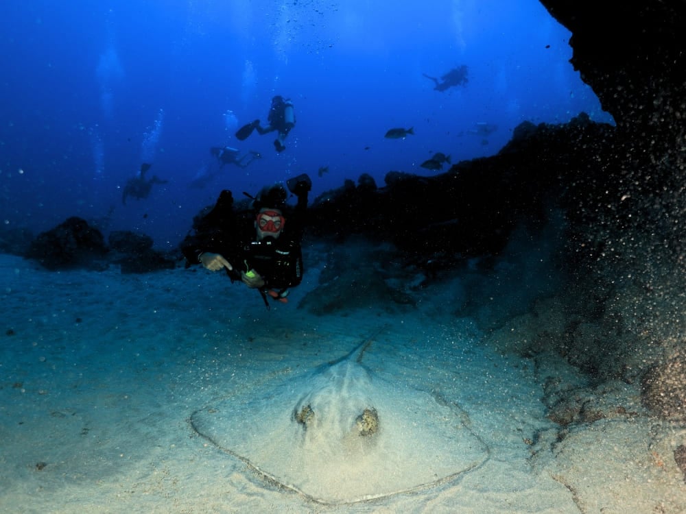 An experienced scuba diver hovers above the sandy ocean floor near a resting stingray at a dive spot in Fernando de Noronha. An experienced scuba diver hovers above the sandy ocean floor near a resting stingray at a dive spot in Fernando de Noronha.