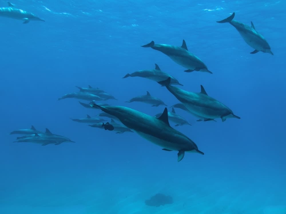A large pod of spinner dolphins swims gracefully together through the clear blue ocean waters of Fernando de Noronha. A large pod of spinner dolphins swims gracefully together through the clear blue ocean waters of Fernando de Noronha.