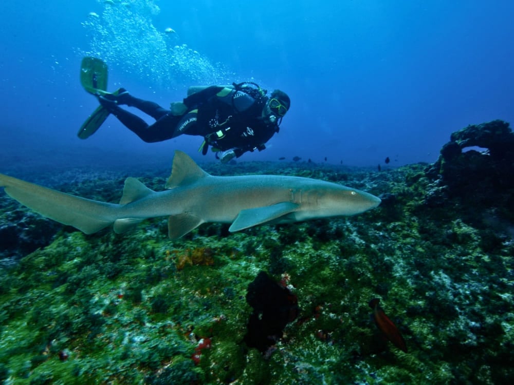 A scuba diver swims closely behind a nurse shark over a coral reef in the crystal-clear waters of Fernando de Noronha. A scuba diver swims closely behind a nurse shark over a coral reef in the crystal-clear waters of Fernando de Noronha.