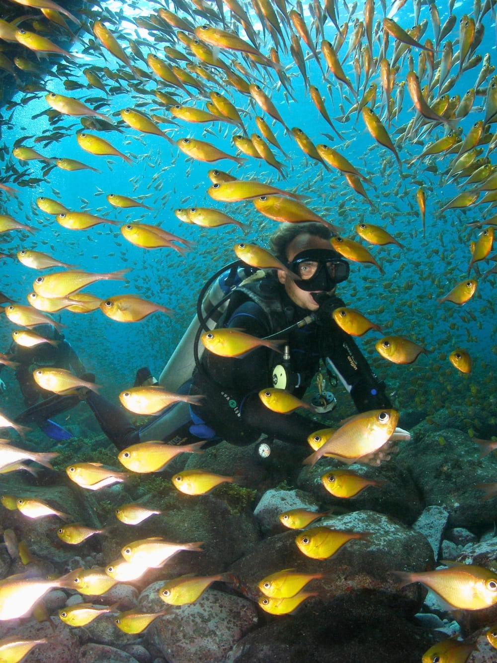 A scuba diver explores the vibrant marine life of Brazil, completely surrounded by a massive school of bright yellow fish. A scuba diver explores the vibrant marine life of Brazil, completely surrounded by a massive school of bright yellow fish.
