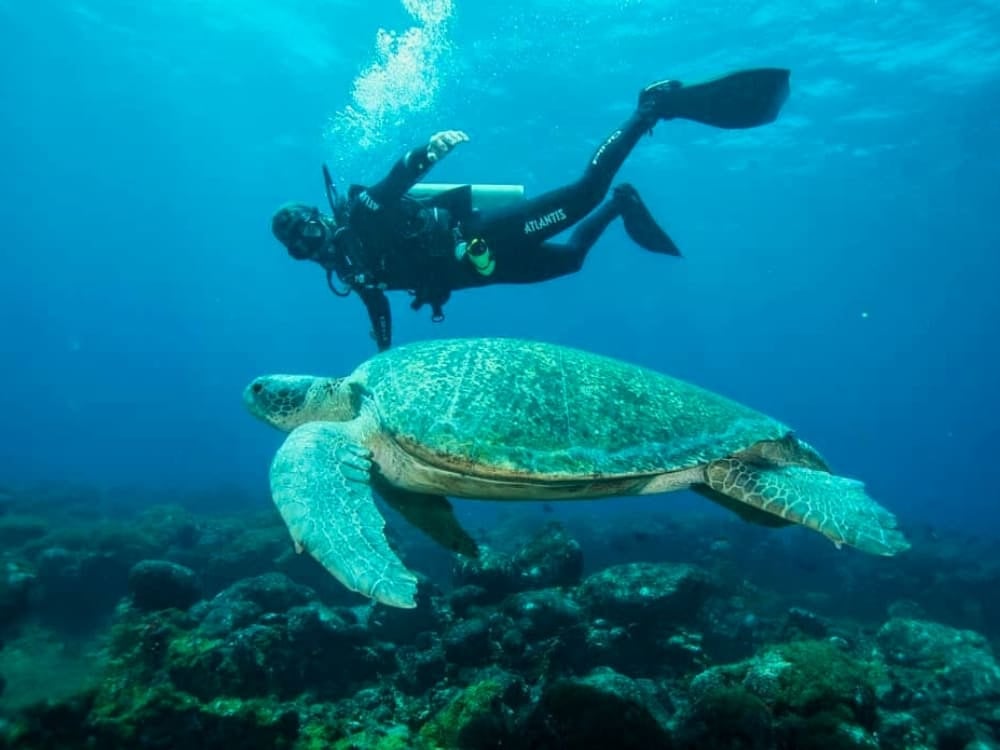 A scuba diver observes a large green sea turtle swimming over a rocky underwater landscape during a dive in Fernando de Noronha. A scuba diver observes a large green sea turtle swimming over a rocky underwater landscape during a dive in Fernando de Noronha.