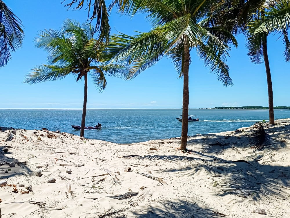 Palm trees line the light-colored sand near the mouth of the Preguiças River, with small boats sailing on the water. Palm trees line the light-colored sand near the mouth of the Preguiças River, with small boats sailing on the water.