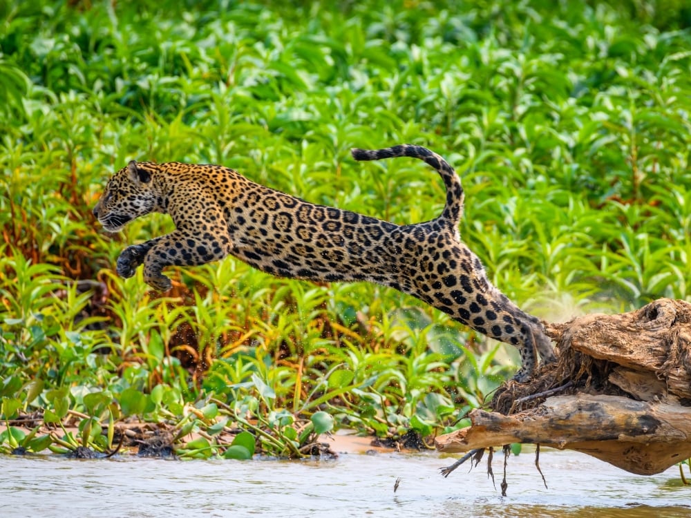 Conservation The Long Run Conservation The Long Run