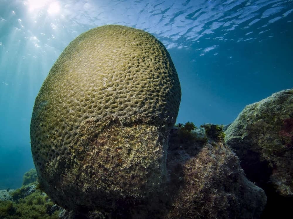 The Abrolhos Archipelago Coral The Abrolhos Archipelago Coral
