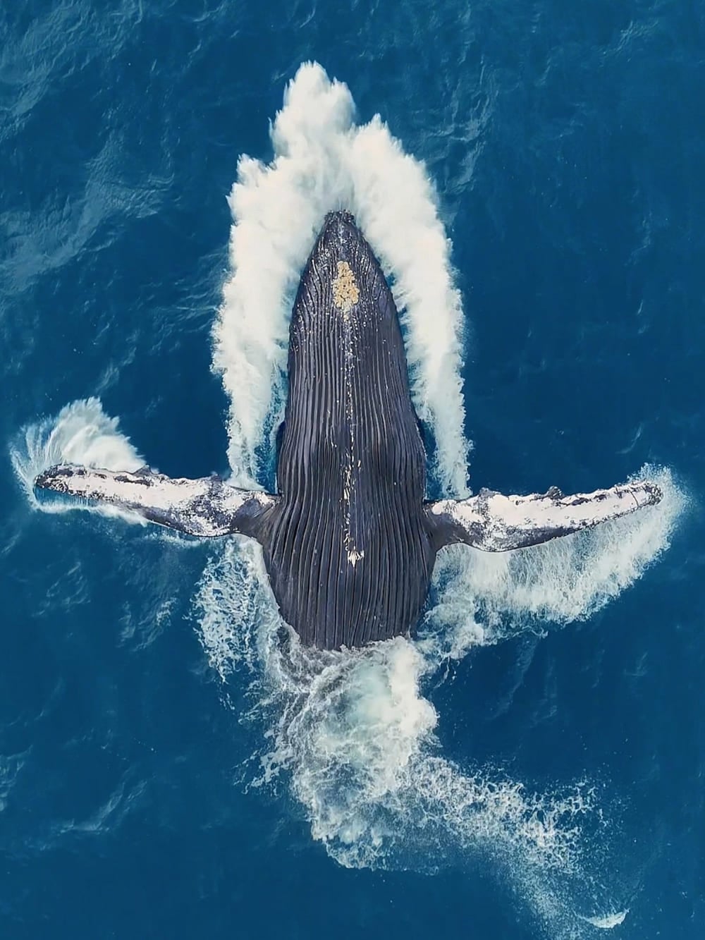 nursery for humpback whales in Abrolhos nursery for humpback whales in Abrolhos