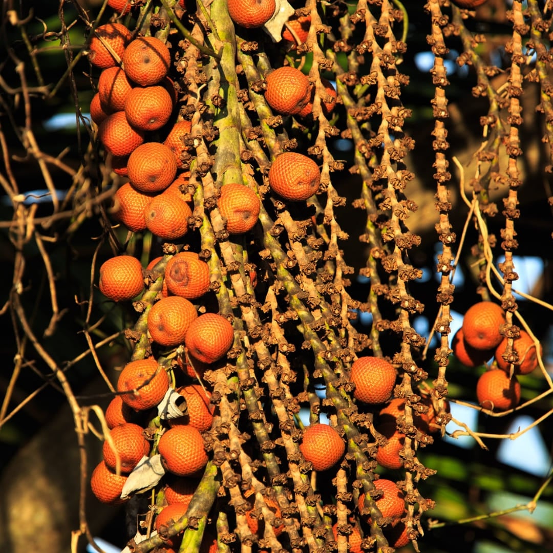 Clusters of bright orange and red palm fruits hanging from a tree, illustrating the abundant flora of the Amazon Rainforest. Clusters of bright orange and red palm fruits hanging from a tree, illustrating the abundant flora of the Amazon Rainforest.
