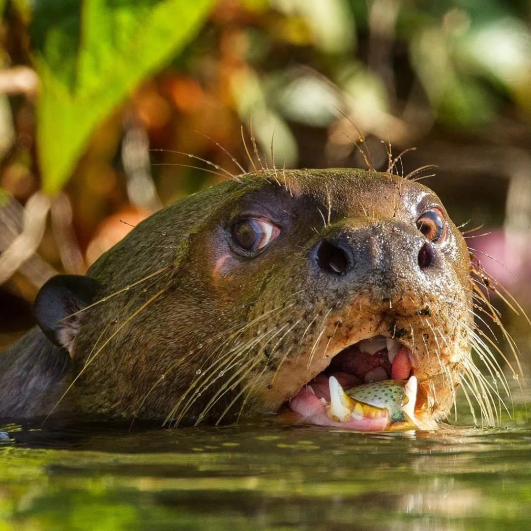 A Giant Otter, a symbol of Amazon wildlife, swimming in the water while eating a fish. A Giant Otter, a symbol of Amazon wildlife, swimming in the water while eating a fish.