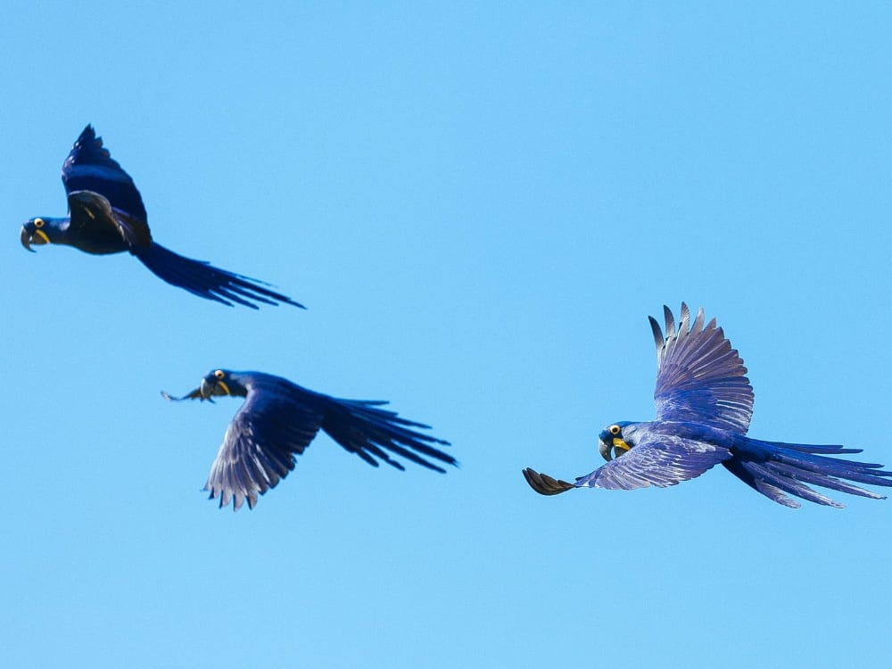 Three vibrant Hyacinth macaws fly together against a clear blue sky. Three vibrant Hyacinth macaws fly together against a clear blue sky.