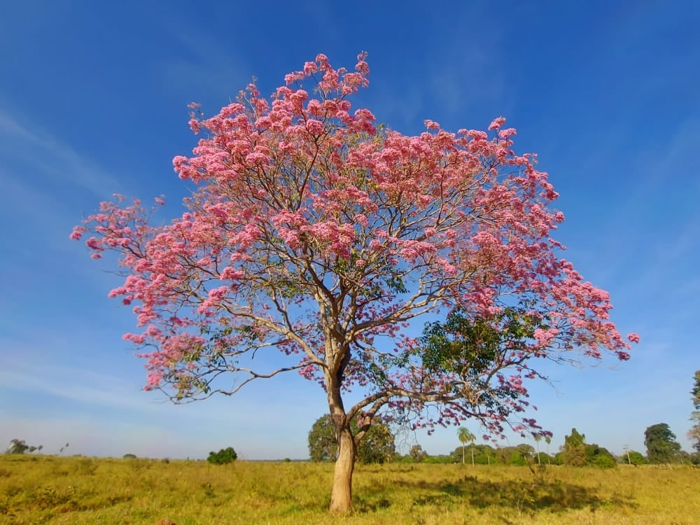A large Pink Ipê tree stands in full bloom in a field, highlighting the beauty of Pantanal flora. A large Pink Ipê tree stands in full bloom in a field, highlighting the beauty of Pantanal flora.