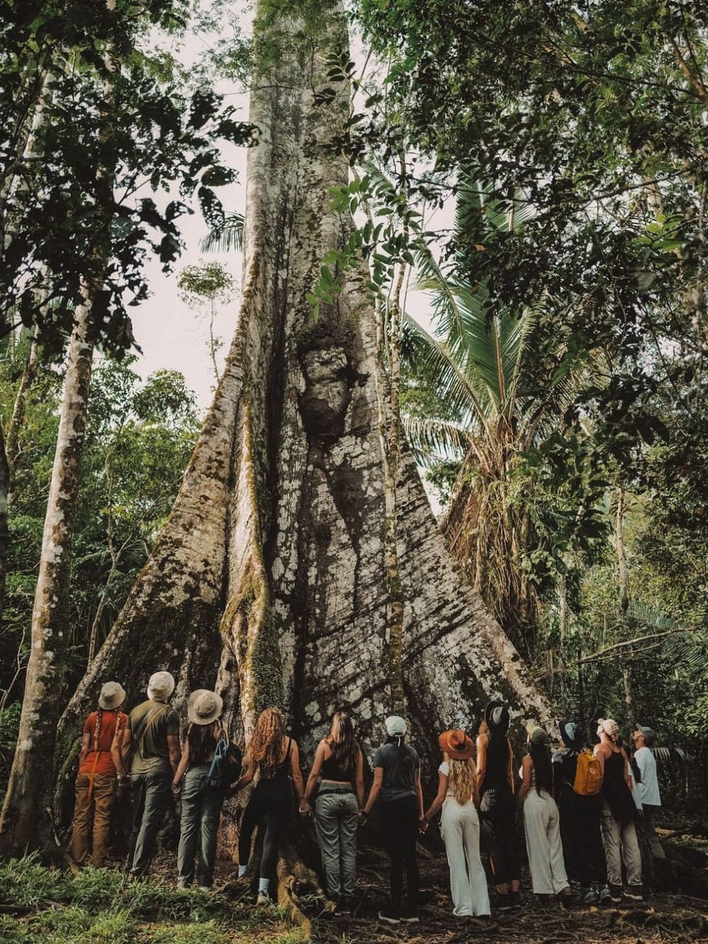 A large group of tourists holding hands to encircle the massive trunk of a Sumaúma tree, known as the Queen of the Amazon. A large group of tourists holding hands to encircle the massive trunk of a Sumaúma tree, known as the Queen of the Amazon.