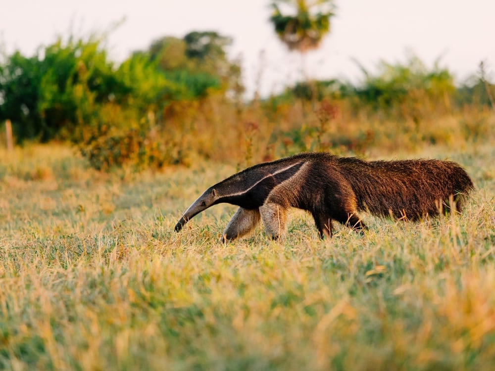 A giant anteater walks across the grassy savannah, a highlight of giant anteater sightings in the Pantanal region. A giant anteater walks across the grassy savannah, a highlight of giant anteater sightings in the Pantanal region.