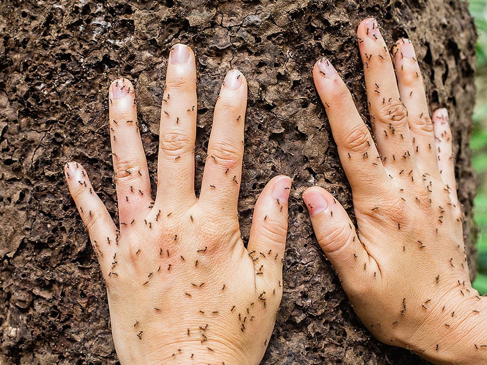 Two hands placed on a tree trunk covered in small ants, highlighting the diverse insect life in the Amazon ecosystem. Two hands placed on a tree trunk covered in small ants, highlighting the diverse insect life in the Amazon ecosystem.