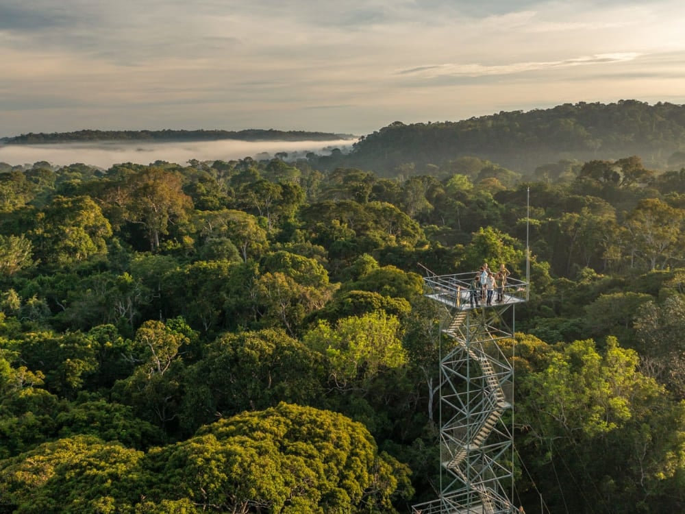 A tall metal observation tower rising above the dense green canopy of the Amazon Rainforest under a cloudy sky. A tall metal observation tower rising above the dense green canopy of the Amazon Rainforest under a cloudy sky.