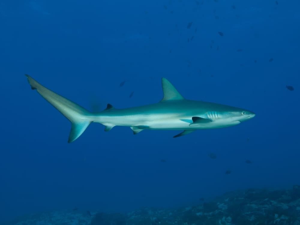 Shark Fernando de Noronha Shark Fernando de Noronha