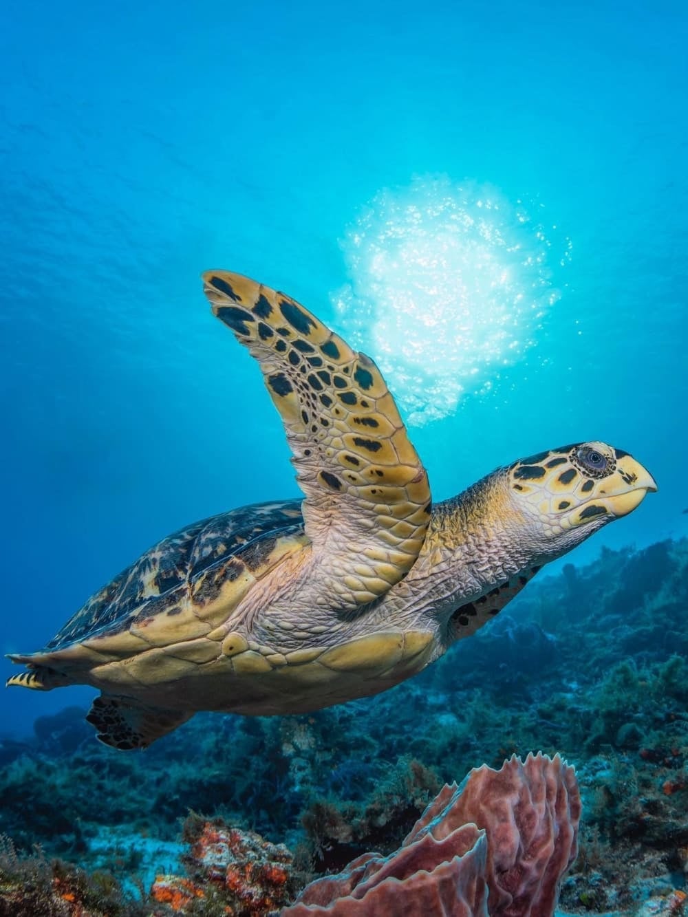 Hawksbill Sea Turtle Fernando de Noronha Hawksbill Sea Turtle Fernando de Noronha