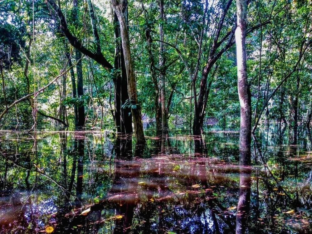 Trees of the Amazon rainforest reflected in the dark calm waters of a flooded forest during the rainy season. Trees of the Amazon rainforest reflected in the dark calm waters of a flooded forest during the rainy season.