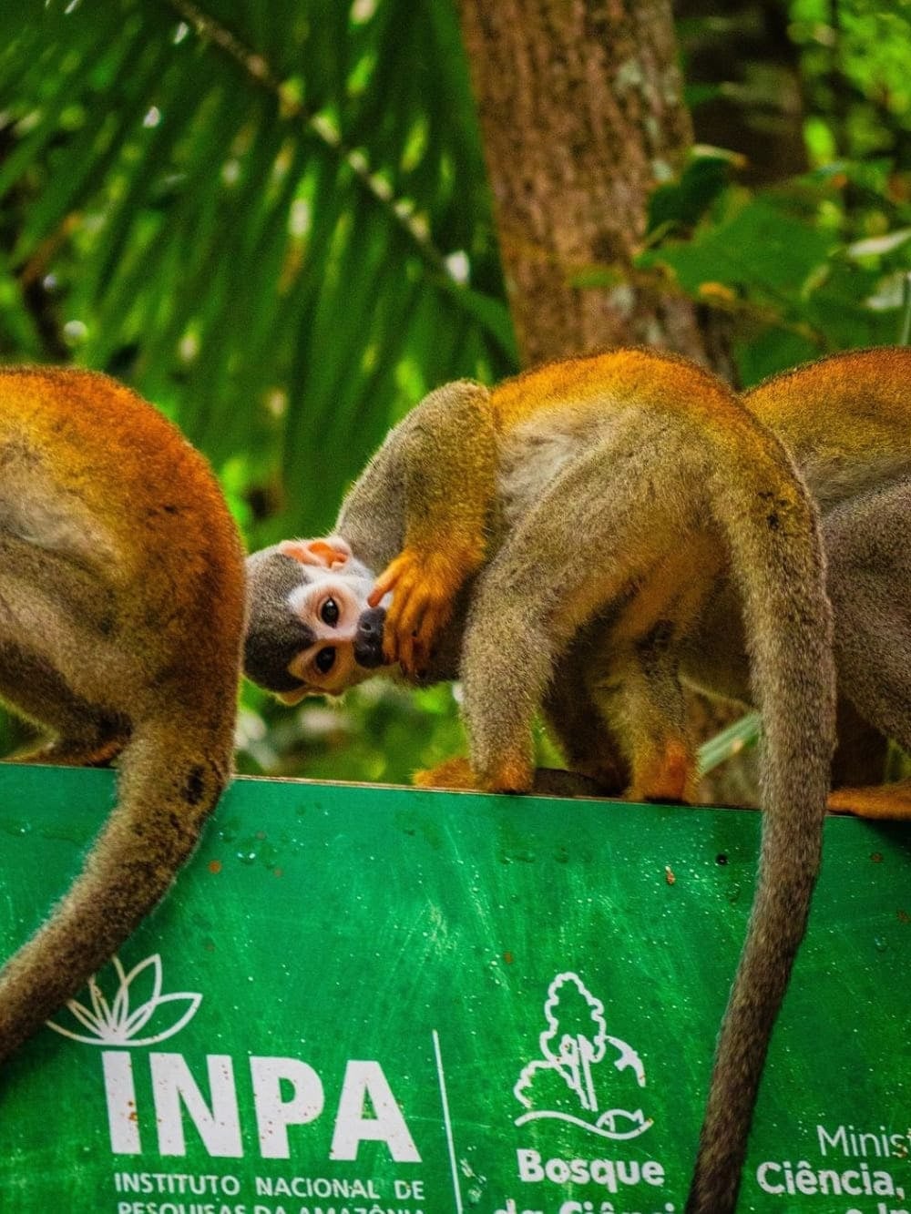 Small squirrel monkeys resting together on top of a green sign at the Bosque da Ciência INPA. Small squirrel monkeys resting together on top of a green sign at the Bosque da Ciência INPA.