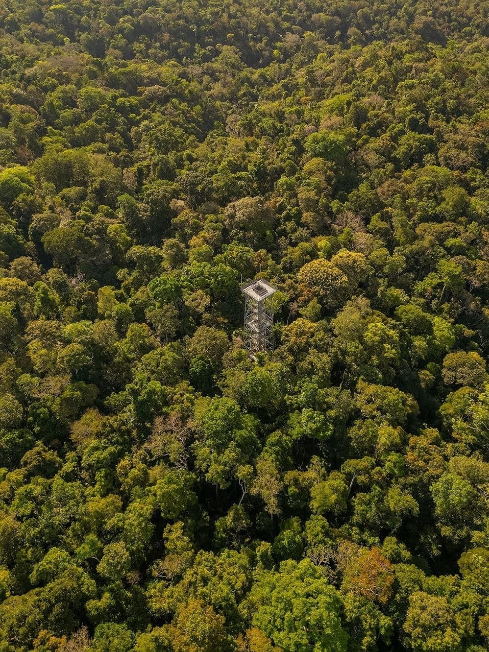 Tall metal observation tower rising above the dense green canopy of the Amazon rainforest at MUSA. Tall metal observation tower rising above the dense green canopy of the Amazon rainforest at MUSA.