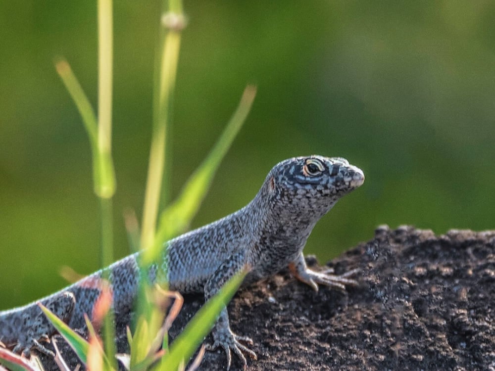 Noronha skink Noronha skink