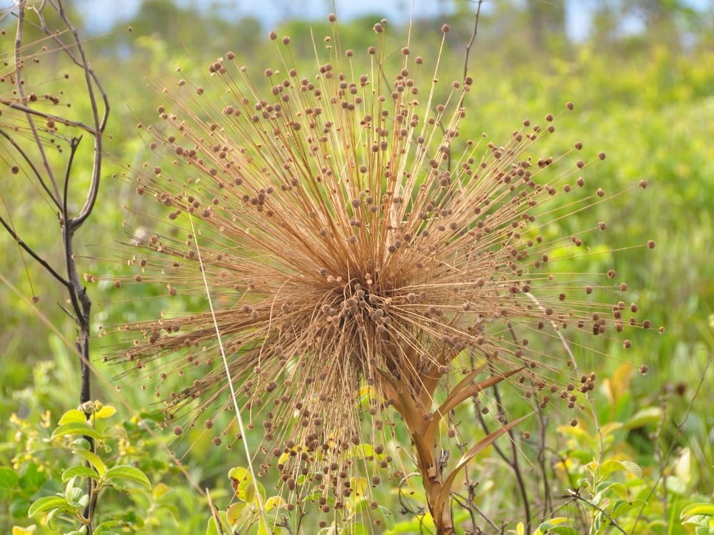 A close-up of capim-dourado in the field, the famous golden grass of Jalapão with stems that shine like metal. A close-up of capim-dourado in the field, the famous golden grass of Jalapão with stems that shine like metal.