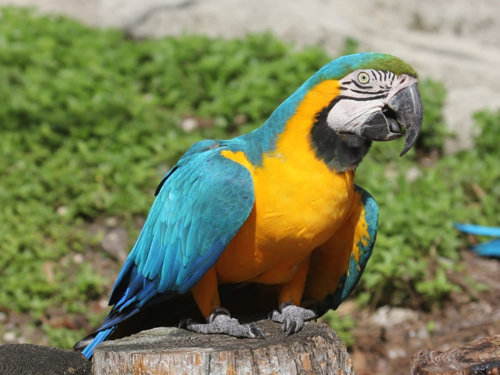 A blue-and-yellow macaw perched on a piece of wood, representing the diverse bird species that fly across the sky in Jalapão. A blue-and-yellow macaw perched on a piece of wood, representing the diverse bird species that fly across the sky in Jalapão.