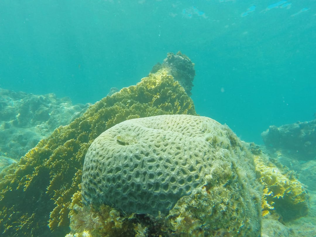 Brain coral Abrolhos Brain coral Abrolhos