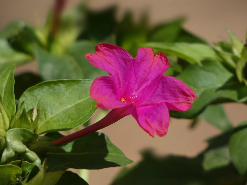A vibrant pink jalapa flower in bloom, the local medicinal plant that inspired the meaning of the name Jalapão. A vibrant pink jalapa flower in bloom, the local medicinal plant that inspired the meaning of the name Jalapão.