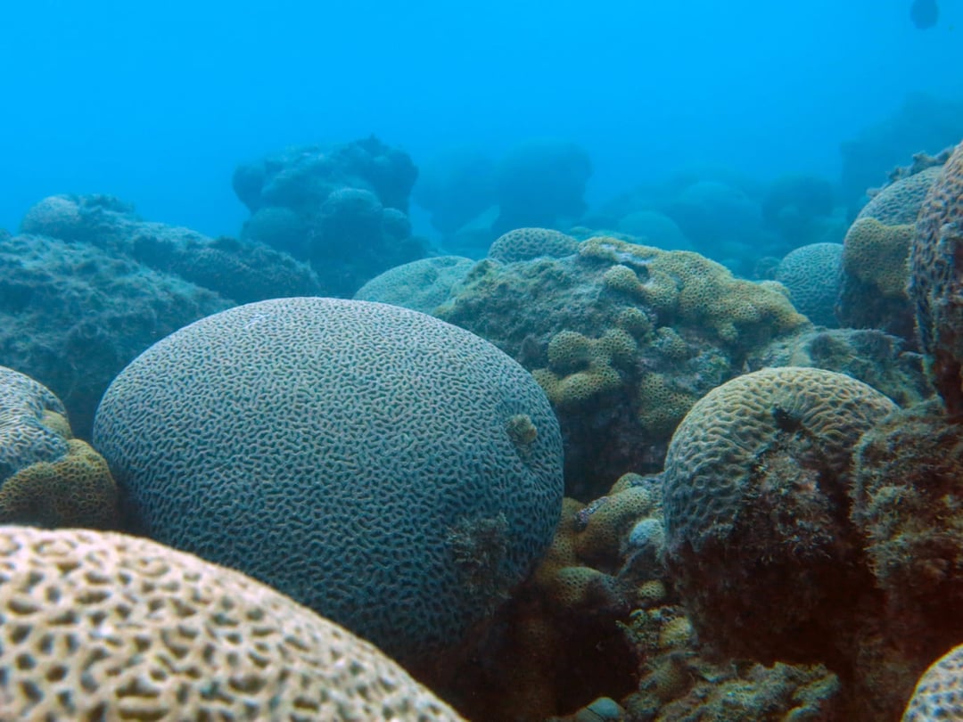 Chapeirões Abrolhos Chapeirões Abrolhos