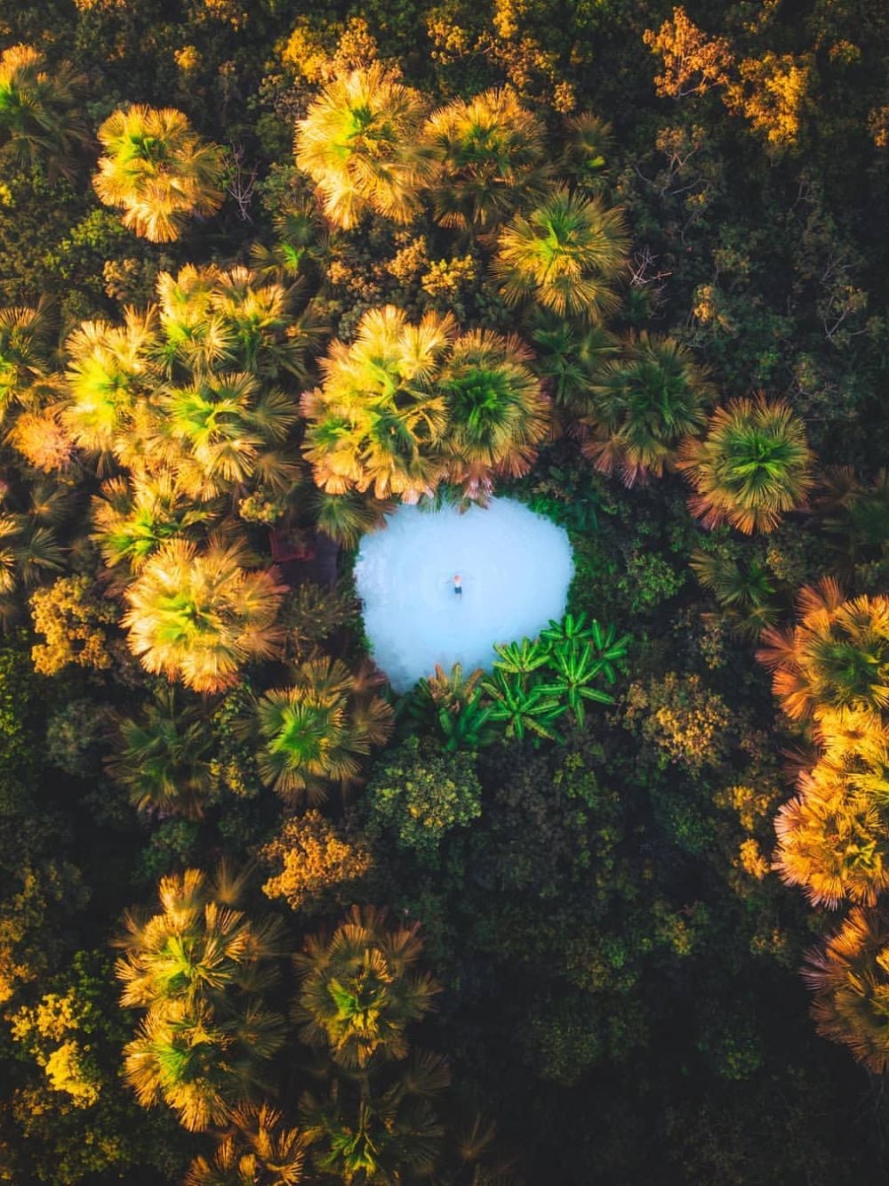 Aerial view of a crystal-clear cyan fervedouro spring surrounded by lush buriti palms in Jalapão State Park. Aerial view of a crystal-clear cyan fervedouro spring surrounded by lush buriti palms in Jalapão State Park.