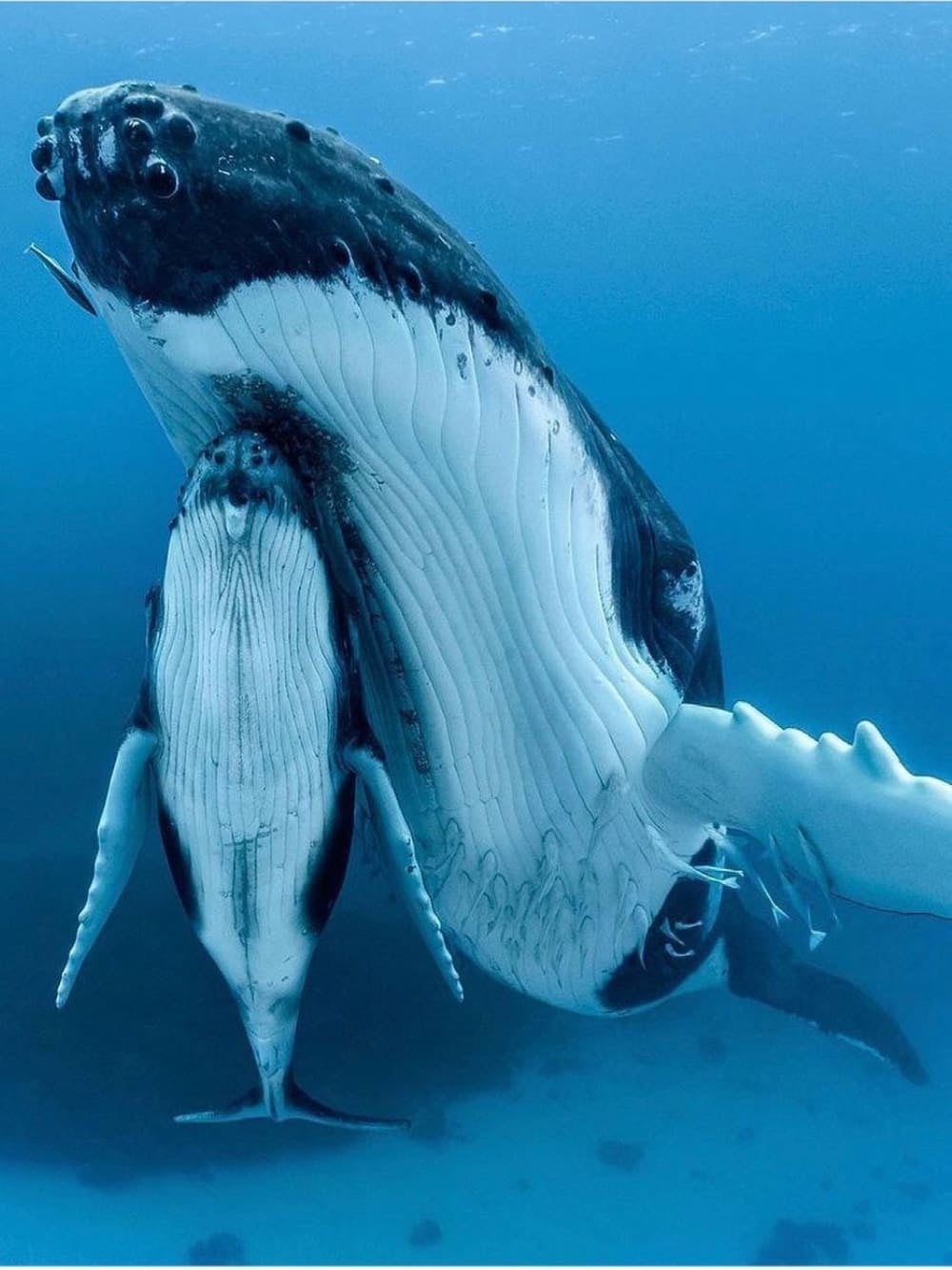 Humpback whales Abrolhos Humpback whales Abrolhos