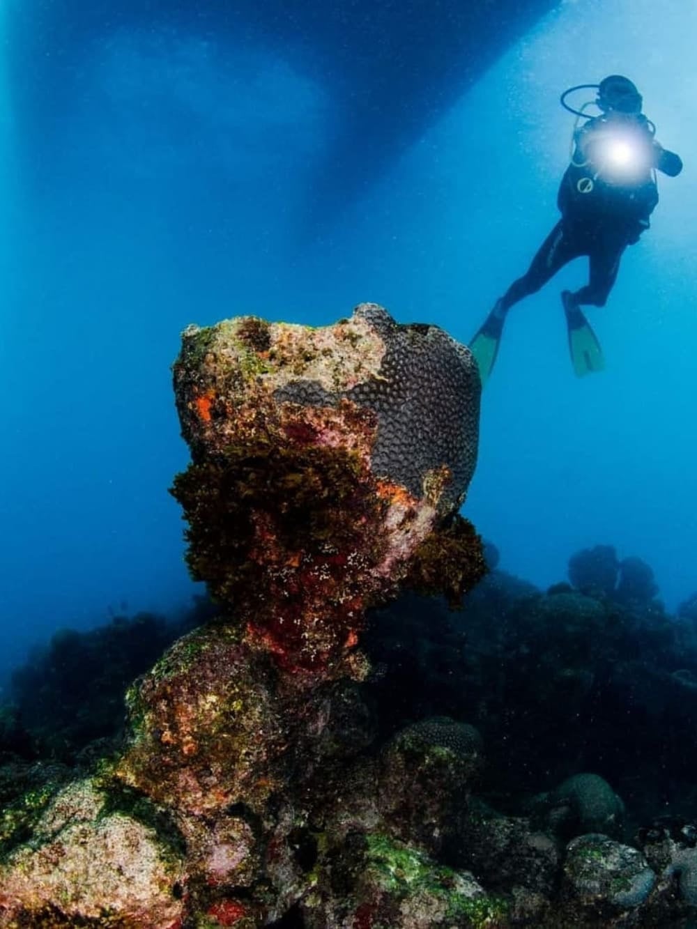 Dive in Abrolhos Dive in Abrolhos