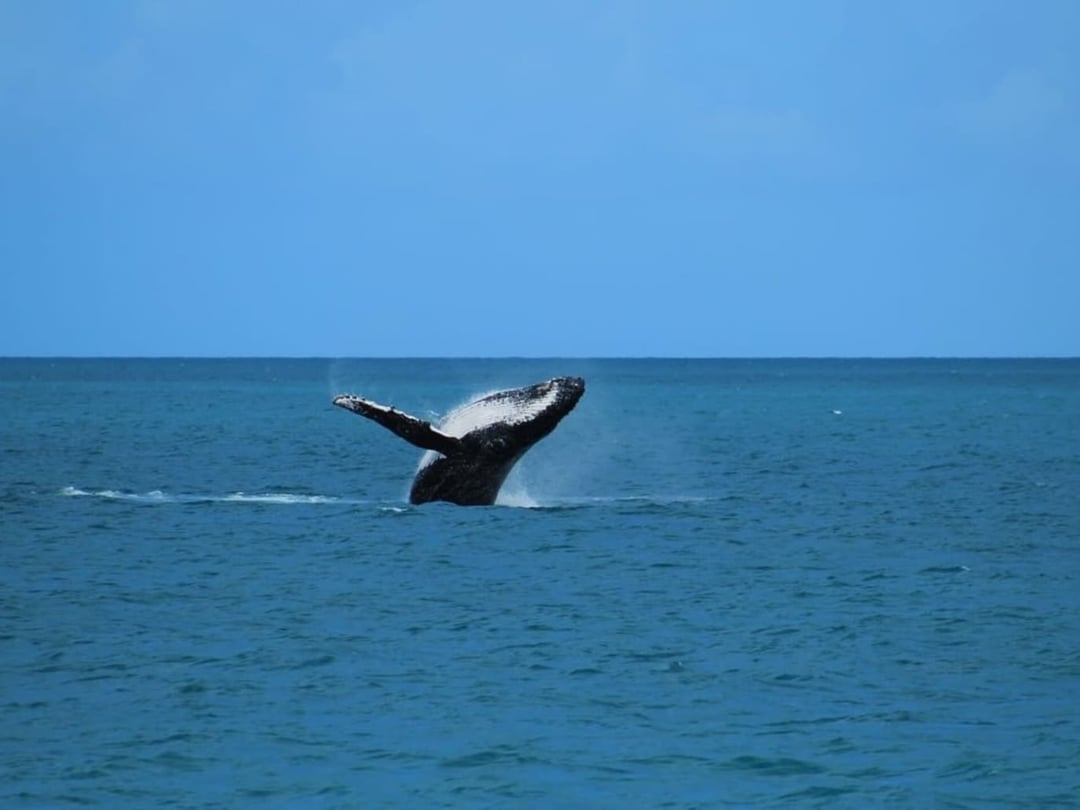 Humpback Whales Abrolhos Humpback Whales Abrolhos