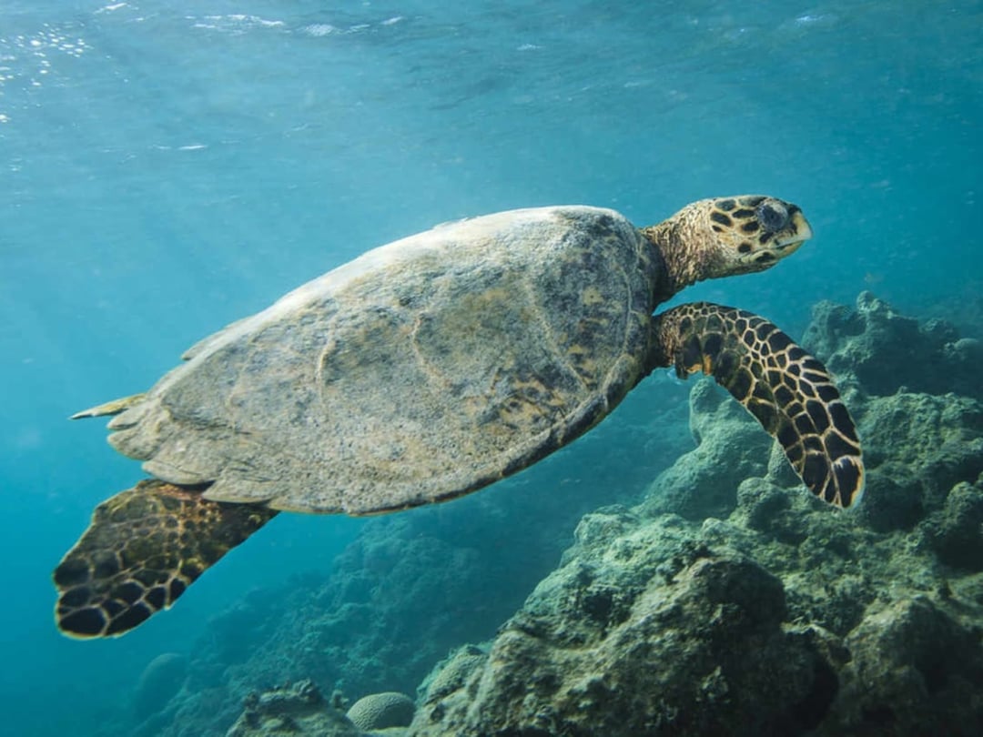 Sea turtle Abrolhos Sea turtle Abrolhos