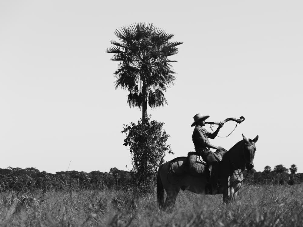 Black and white photo of a Pantaneiro cowboy on a horse blowing a cattle horn, illustrating cultural Pantanal facts. Black and white photo of a Pantaneiro cowboy on a horse blowing a cattle horn, illustrating cultural Pantanal facts.