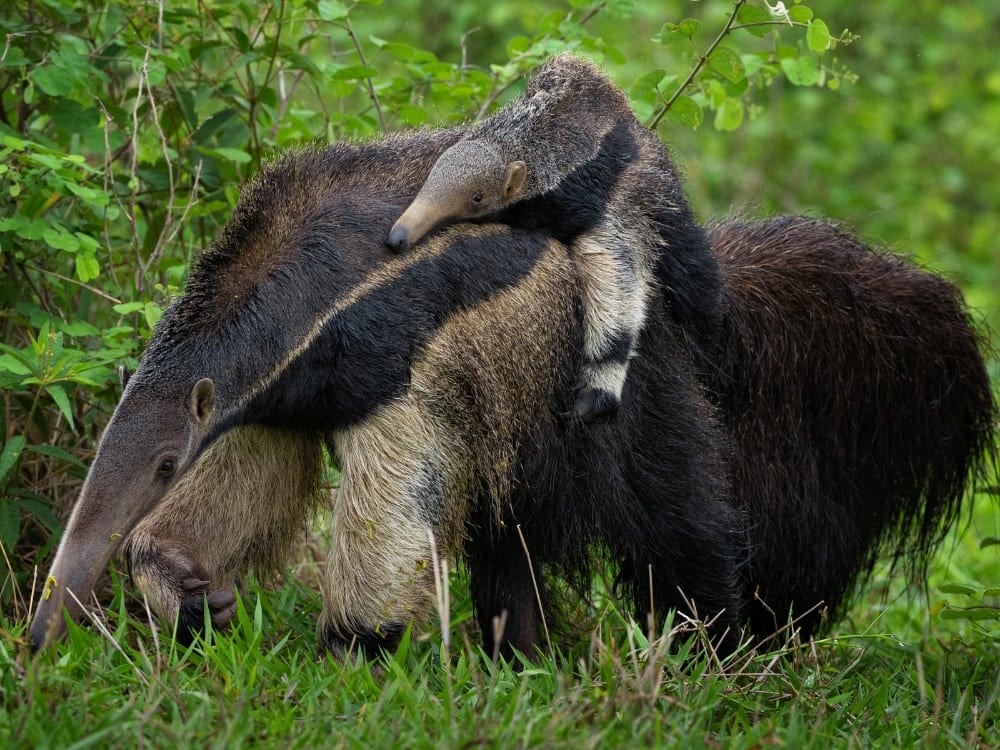 A giant anteater walking across a grassy field carrying its young calf on its back in the Pantanal wetlands. A giant anteater walking across a grassy field carrying its young calf on its back in the Pantanal wetlands.