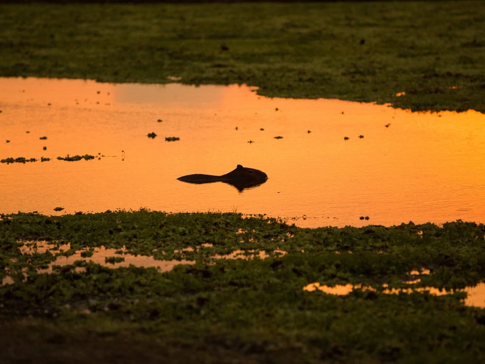 A capybara swimming in a river illuminated by the golden light of dusk, a scene showing what is the Pantanal aquatic life. A capybara swimming in a river illuminated by the golden light of dusk, a scene showing what is the Pantanal aquatic life.