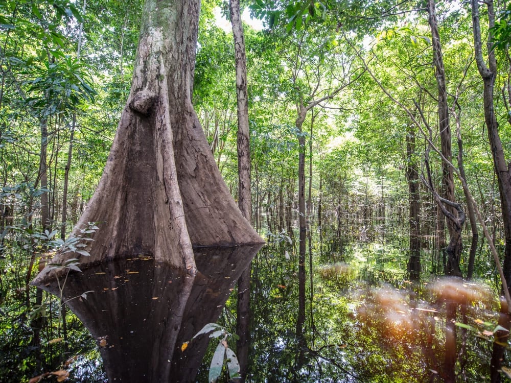 Large Samauma tree with buttress roots submerged in the dark waters of the flooded Amazon forest. Large Samauma tree with buttress roots submerged in the dark waters of the flooded Amazon forest.