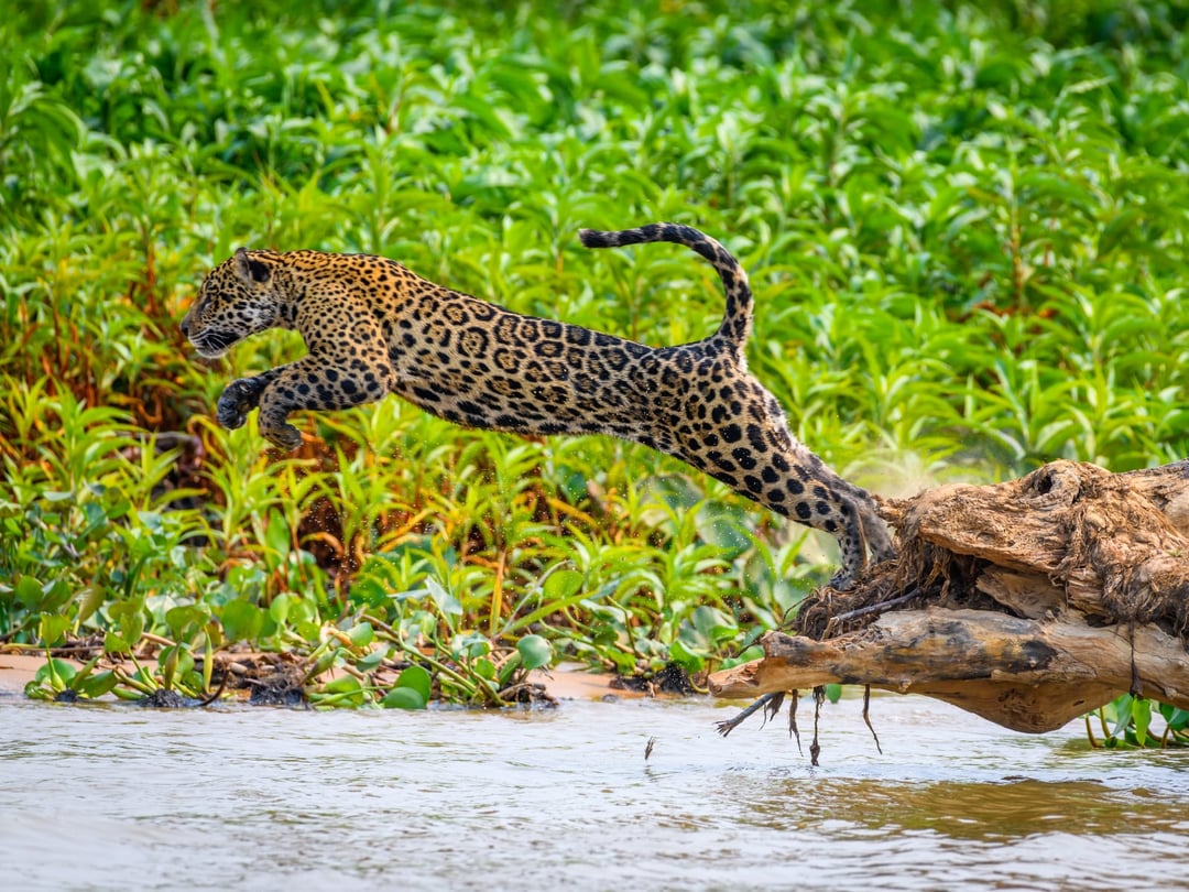 A jaguar spotted in the wild wetlands of the Pantanal in Brazil A jaguar spotted in the wild wetlands of the Pantanal in Brazil