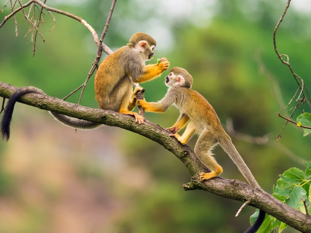Two squirrel monkeys sitting on a tree branch grooming each other in the jungle. Two squirrel monkeys sitting on a tree branch grooming each other in the jungle.