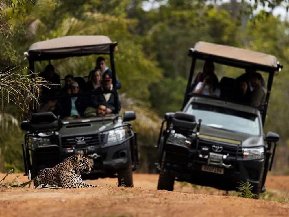 Two open-air safari vehicles stopping on a dirt road to observe a jaguar lying on the ground. Two open-air safari vehicles stopping on a dirt road to observe a jaguar lying on the ground.
