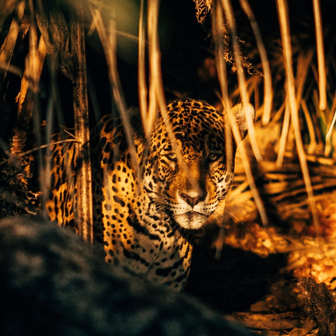 Close-up of a jaguar engaging in natural camouflage amidst dense foliage in the Brazilian wetlands. Close-up of a jaguar engaging in natural camouflage amidst dense foliage in the Brazilian wetlands.