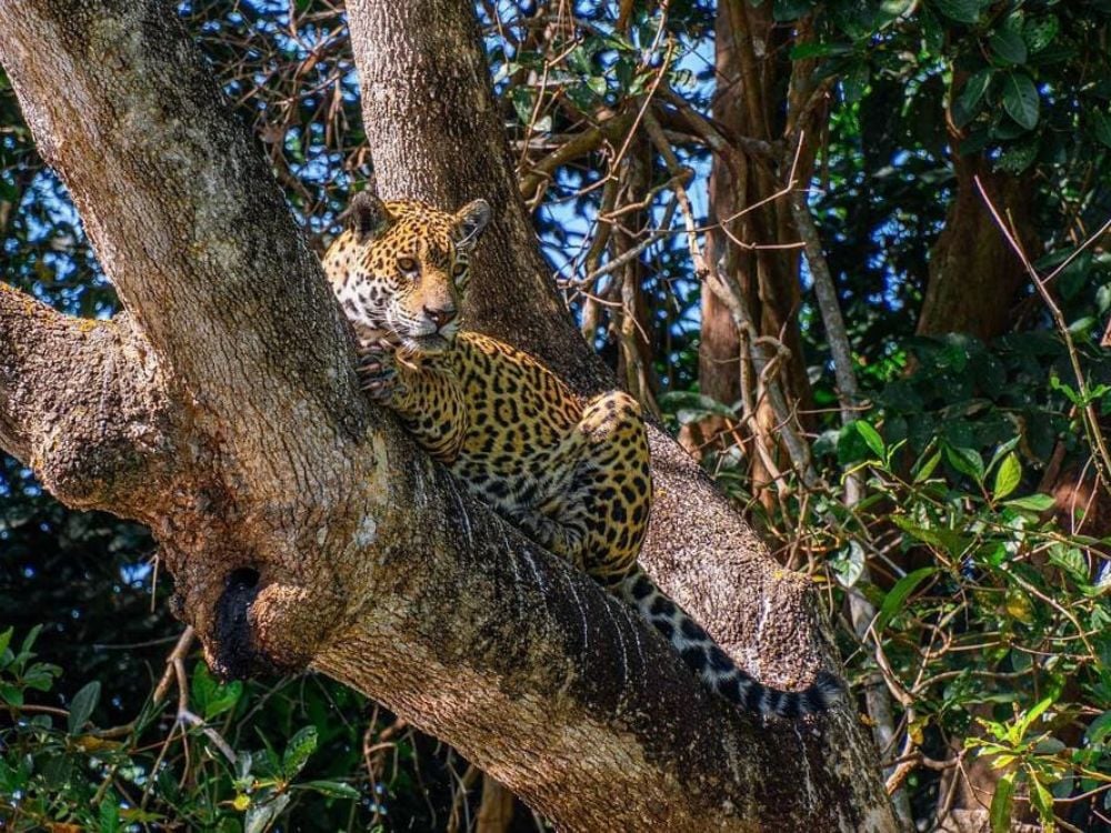 A large Pantanal jaguar rests comfortably on a thick tree branch. A large Pantanal jaguar rests comfortably on a thick tree branch.