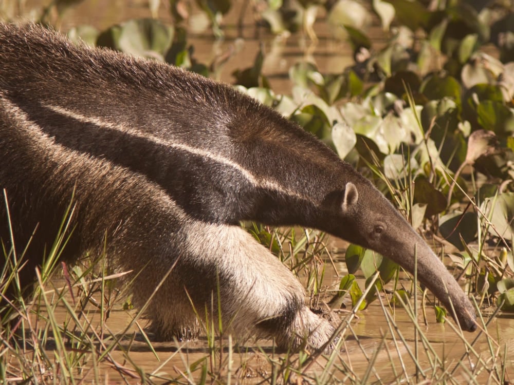 A giant anteater with its distinctive long snout and black-and-white striped fur walks through shallow water and green aquatic plants in the Pantanal wetlands. A giant anteater with its distinctive long snout and black-and-white striped fur walks through shallow water and green aquatic plants in the Pantanal wetlands.